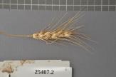 Click for 1 image(s) for this accession. Spike